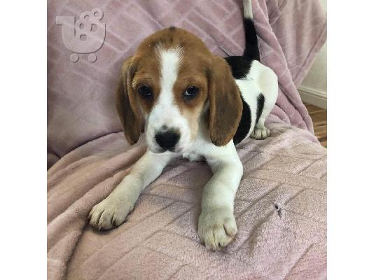PoulaTo: Εδώ παρουσιάζουμε τα υπέροχα κουτάβια Beagle που είναι έτοιμα να επαναπροσδιοριστούν,